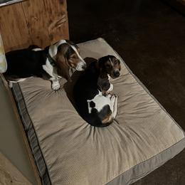 Basset Hound All Grown Up from Shauna Jones Family Basset Hounds
