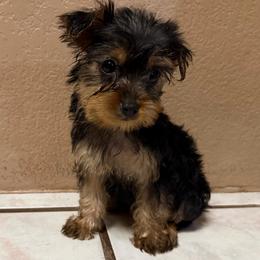 Girl 3 - Black and gold female Yorkshire Terrier puppy in Pomona, California from Cristian's Yorkshire Terriers