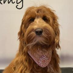 Amy - Australian Cobberdog