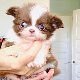 Chocolate Nugget, price 12000( tiny, pending) - Chocolate and white male Chihuahua puppy in Santa Rosa Beach, Florida from Eva's Chihuahua