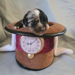 Miniature Australian Shepherd Puppies from Wonderland Aussies