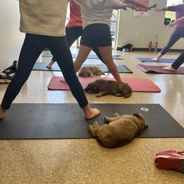 German Shepherd Puppies from Scenic City Shepherds