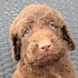 Bowie - Chocolate male Goldendoodle puppy in Joilet, Montana from L&Z Goldendoodles