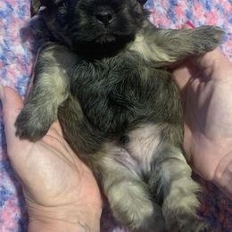 Shihpoo and Shih Tzu Puppies from Fuller Shih Tzus