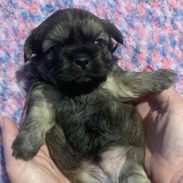Shihpoo and Shih Tzu Puppies from Fuller Shih Tzus