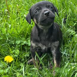 Artemis - Black male Chihuahua puppy in Berwick, Pennsylvania from Maras puppies
