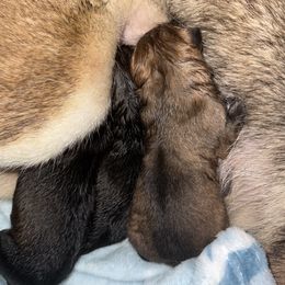 Shikoku puppies from Kiseki No Yama