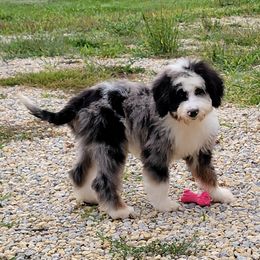 Aussiedoodle, Bernedoodle, and Poodle Puppies from Awesome Paws