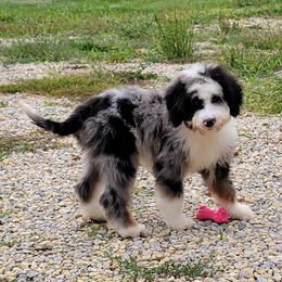 Aussiedoodle, Bernedoodle, and Poodle Puppies from Awesome Paws
