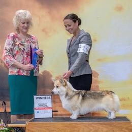 Greta - Pembroke Welsh Corgi