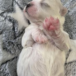 Cherry - Cream female Shichon puppy in Ronda, North Carolina from Willow River
