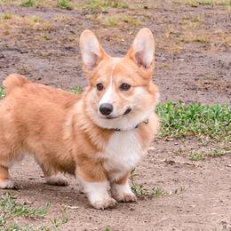 Pembroke Welsh Corgis from h patisserie corgis