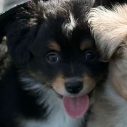 Chief - Black tri male Toy Australian Shepherd puppy in Arrington, Tennessee from Tumblin T Aussies and Aussiedoodles