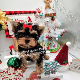 Willow - Black and tan female Yorkshire Terrier puppy in Charlotte, North Carolina from Queen City Yorkies