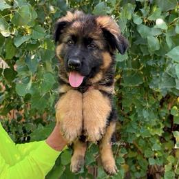 Eric - Black and red male German Shepherd puppy in Stockton, California from Zaragoza German Shepherds