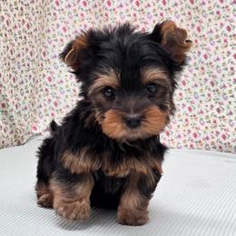 Trig - Blue and gold male Yorkshire Terrier puppy in Monticello, Iowa from Ashley’s Puppies