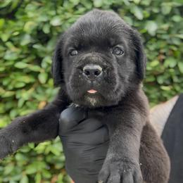 Girl 1 - Black female Cane Corso puppy in California from Donato Kennels
