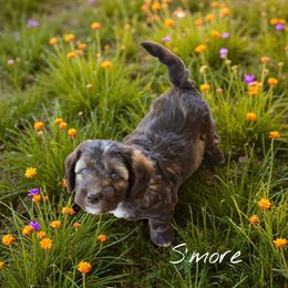 S'More - Sable male Aussiedoodle puppy in Lebanon, Oregon from Abbott Family Farm