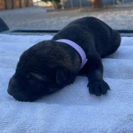 Cava (lavender) - Sable female German Shepherd puppy in Pahrump, Nevada from Wachhund Kennels