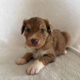 Nick - Red merle male Aussiedoodle puppy in Centerburg, Ohio from A Dose Of Doodle