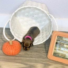 Dachshund Puppies from BooneDox Mini Dachshunds