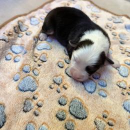 Piper - Black tri-color female Australian Shepherd puppy in Springfield, Oregon from Shelter Cove Aussies