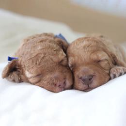 Poodle Puppies from Bruno & Co. Puppies