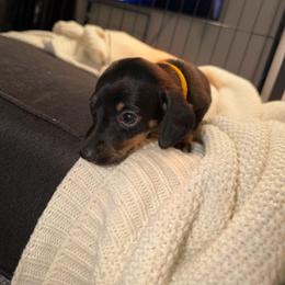 Regent - Black and tan male Dachshund puppy in Los Angeles, California from Dachshunds of the Desert