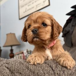 Cocker Spaniel Puppies from A&J Kennel