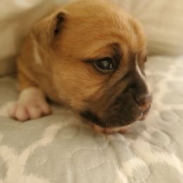 Staffordshire Bull Terrier Puppies from Melissa's Pups
