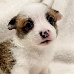 Boy 3 - Pembroke Welsh Corgi puppy in Springville, California from Campbell Creek Corgis