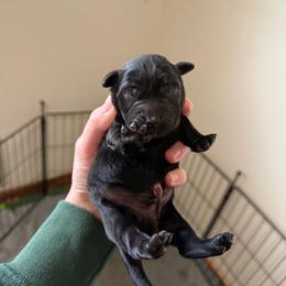 Green - Black male Labrador Retriever puppy in Buckley, Washington from Buckley Labradors