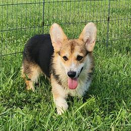 Buppy - Black and tan male Pembroke Welsh Corgi puppy in Dunbar, Nebraska from Vintage Corgis