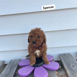 Spencer - Red  male Goldendoodle puppy in Mint Hill, North Carolina from DoodleForever