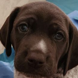 German Shepherds and German Shorthaired Pointers from High Flyers Kennel