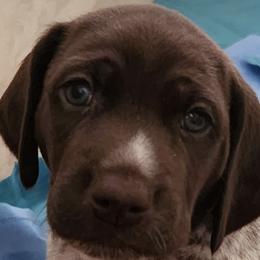German Shepherds and German Shorthaired Pointers from High Flyers Kennel