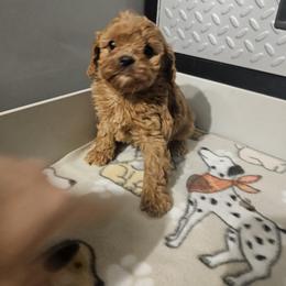 Bernedoodle, Cavapoo, and Newfypoo Puppies from Peaceful Pines LLC