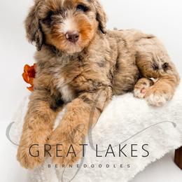 Fox - Chocolate merle male Bernedoodle puppy in Baroda, Michigan from Great Lakes Bernedoodles