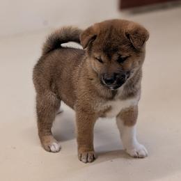 White tip male - Red male Shiba Inu puppy in Warren County, New Jersey from Yellow Gate Kennel