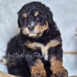Knox - Tri-color male Bernedoodle puppy in Cleveland, Georgia from Jam's Doodles And Poodles