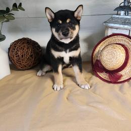 Zara - Black and tan female Shiba Inu puppy in Illinois from Precious-Puppies