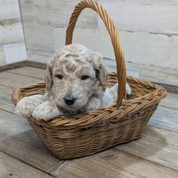 Montana - Cream male Goldendoodle puppy in Cambridge, Minnesota from Country Meadow Doodles
