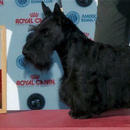 Scottish Terriers from Fairway Scottish Terriers