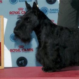 Scottish Terriers from Fairway Scottish Terriers