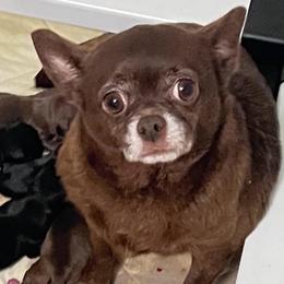Chloe - Chihuahua
