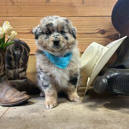 Blue Collar Boy - Blue merle male Australian Shepherd puppy in Van Wert, Ohio from Northwest Ohio Aussies