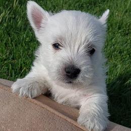 Blue Boy - White male West Highland White Terrier puppy in Macy, Indiana from Country Grove Breeding LLC