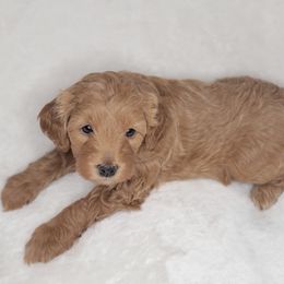 Goldendoodle Puppies from Lake Village Doodles