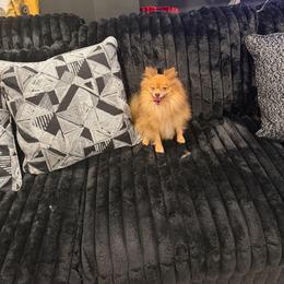 Simba - Pomeranian