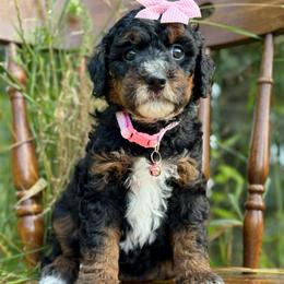 Pink - Tri-color female Bernedoodle puppy in Hesperia, Michigan from Red Acres Poodles & Doodles